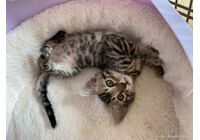 cat_img_1_580a8ea1f568
