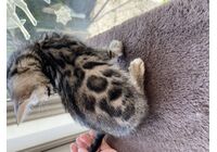 cat_img_2_6b791063a7e2