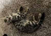 cat_img_3_0f53b8255350