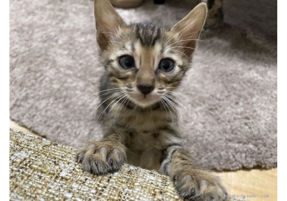 cat_img_1_92608d4bd3f0