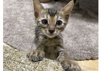 cat_img_1_92608d4bd3f0