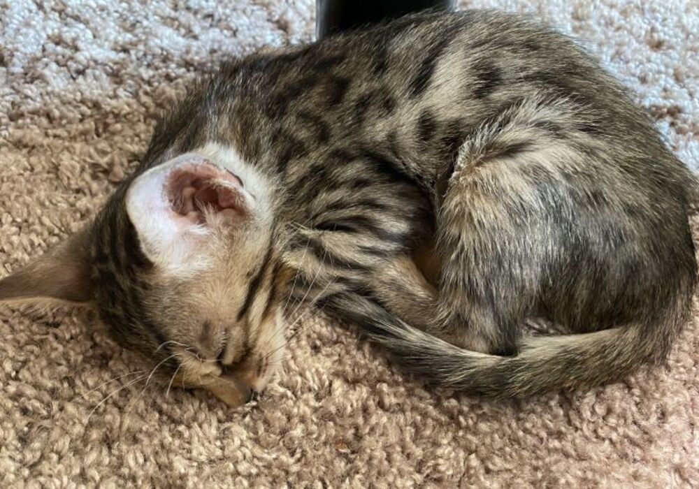 cat_img_2_894f8e757875
