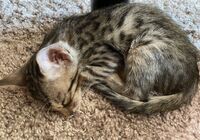 cat_img_2_894f8e757875