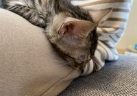 cat_img_3_c3d0603d71e1