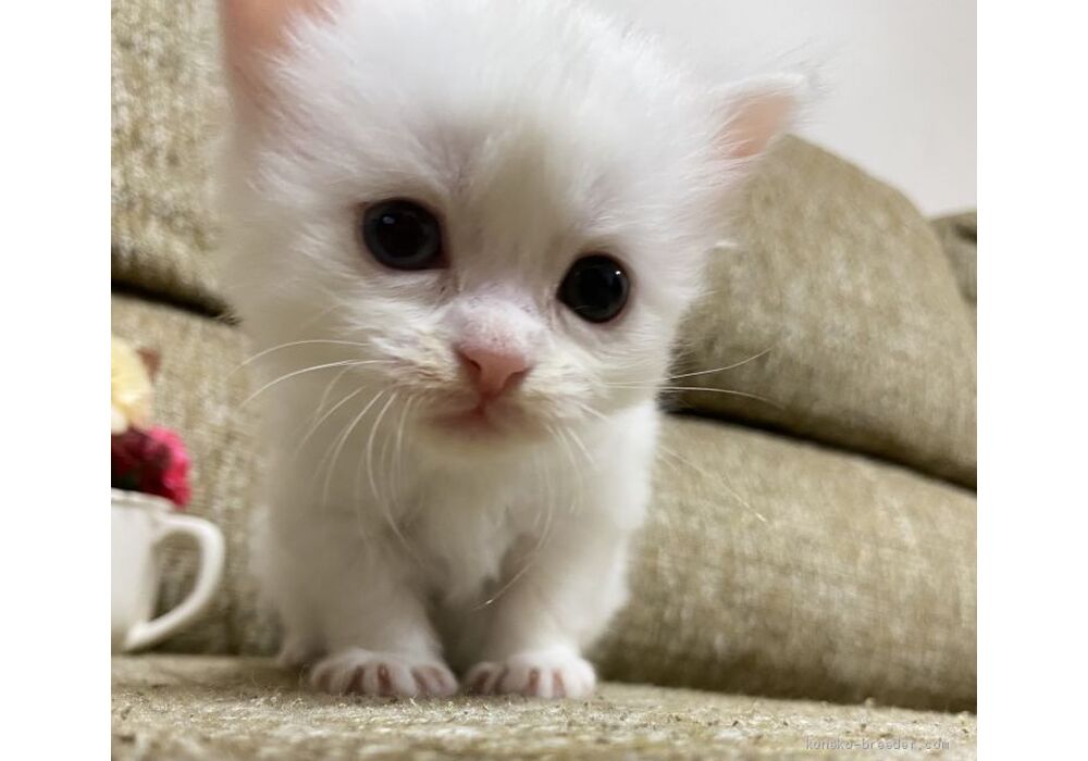 cat_img_1_264940e537f7