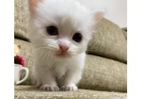 cat_img_1_264940e537f7