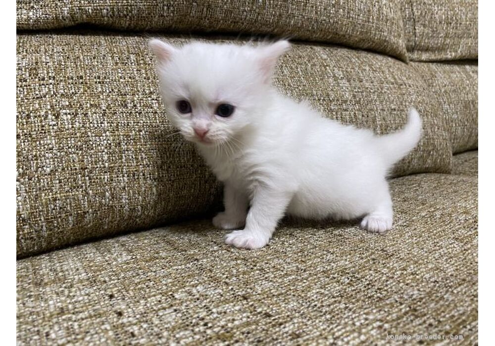 cat_img_2_5e0376e14097