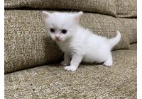 cat_img_2_5e0376e14097