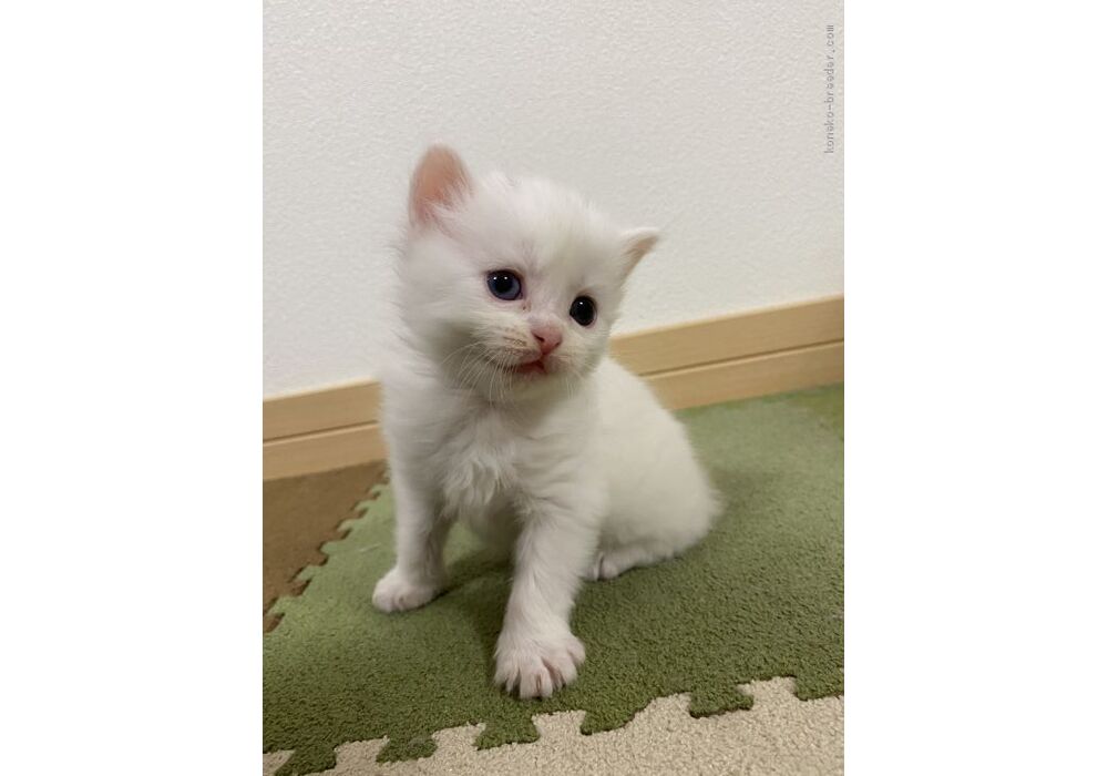 cat_img_3_d0441dd0b074