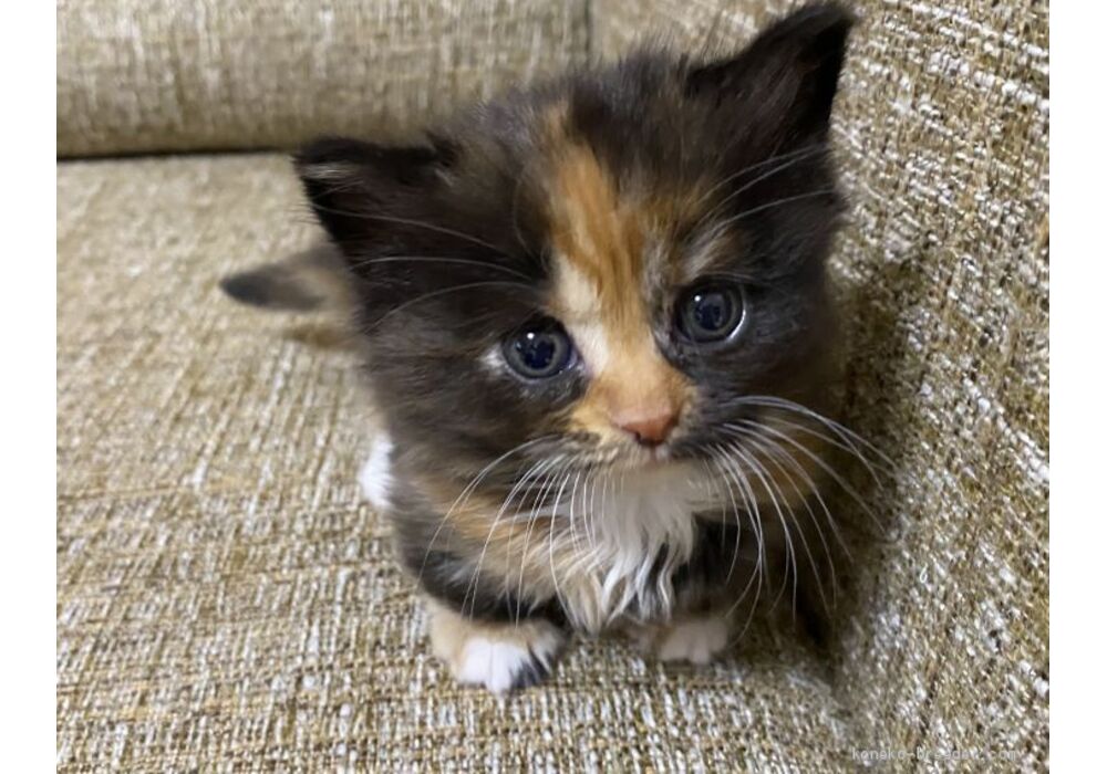 cat_img_1_737e23711345