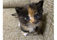 cat_img_1_737e23711345