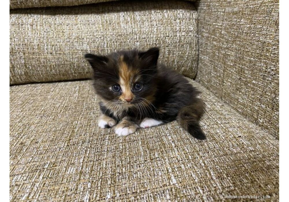 cat_img_2_7df645df1479