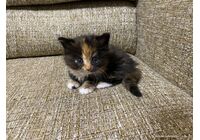 cat_img_2_7df645df1479