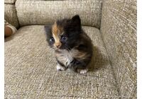 cat_img_3_4a109c63aaf6