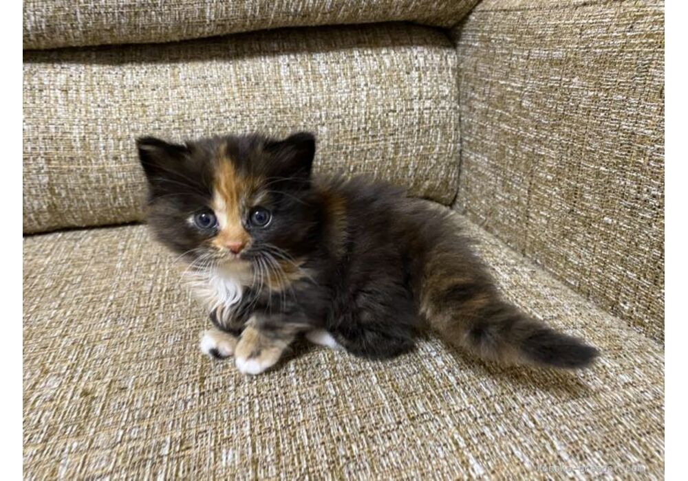 cat_img_4_810c8d1e5007