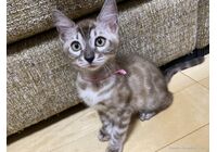 cat_img_1_86266c5a1a38