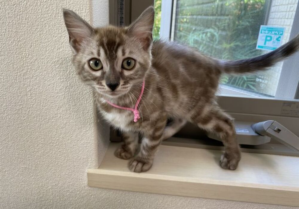 cat_img_2_3ed1d246ba52