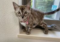 cat_img_2_3ed1d246ba52