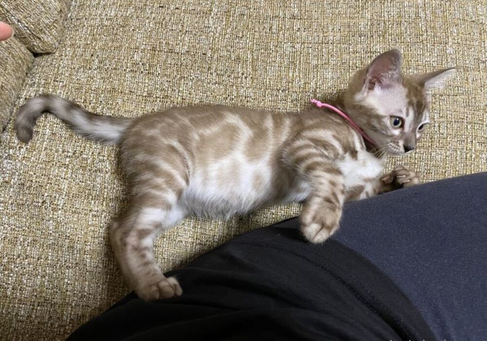 cat_img_3_b40ffb345cd6