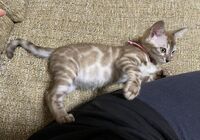 cat_img_3_b40ffb345cd6