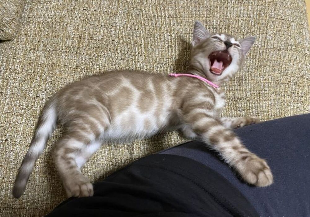 cat_img_4_a4f35e946206