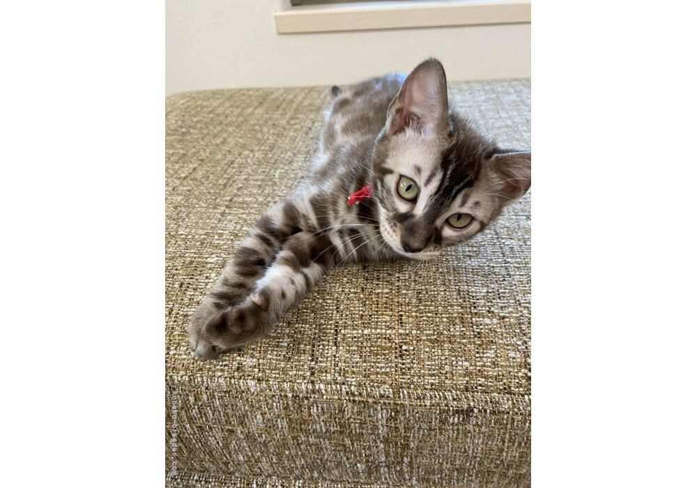 cat_img_2_a16bc8bc6a0b9dfef04