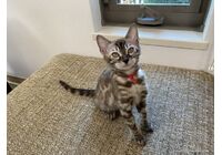 cat_img_3_26e2b768d165
