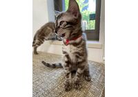 cat_img_4_8d397e45a8a0314ea73