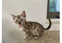 cat_img_4_79618b7b8a25