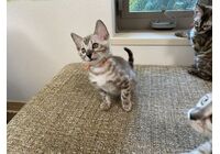 cat_img_2_b60a34427f83 (1)