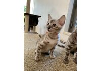 cat_img_3_092981afe3d506a4026