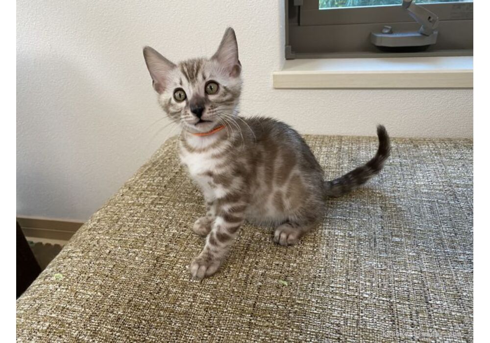 cat_img_1_64949cc83e52