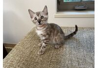 cat_img_1_64949cc83e52