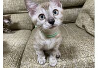 cat_img_3_95e2c13010a5