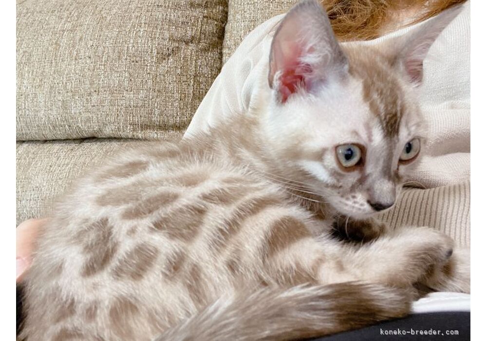 cat_img_4_3bd2d1fdfc91