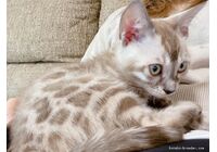 cat_img_4_3bd2d1fdfc91