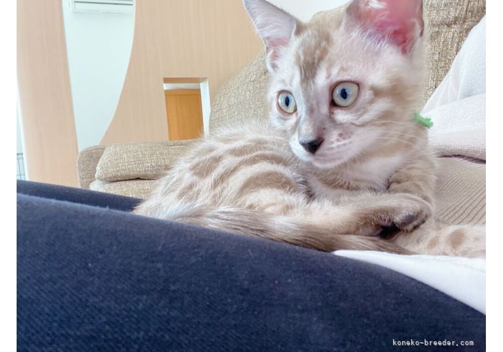 cat_img_5_d6ca549ae299
