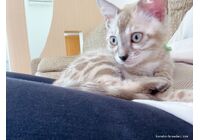 cat_img_5_d6ca549ae299