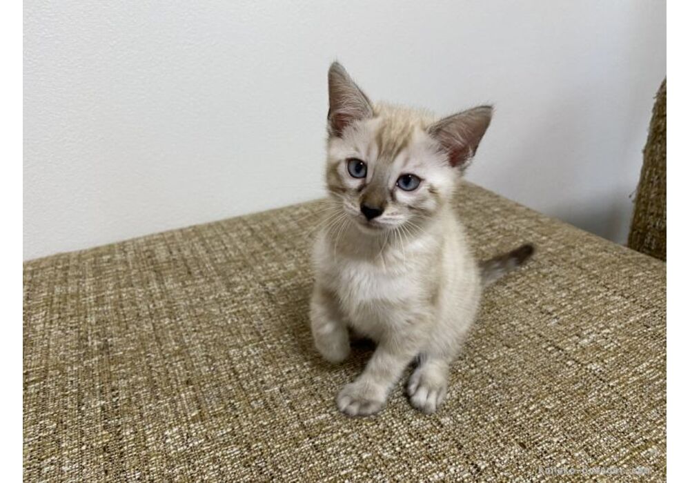 cat_img_1_74acd2f998d6
