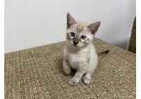 cat_img_1_74acd2f998d6