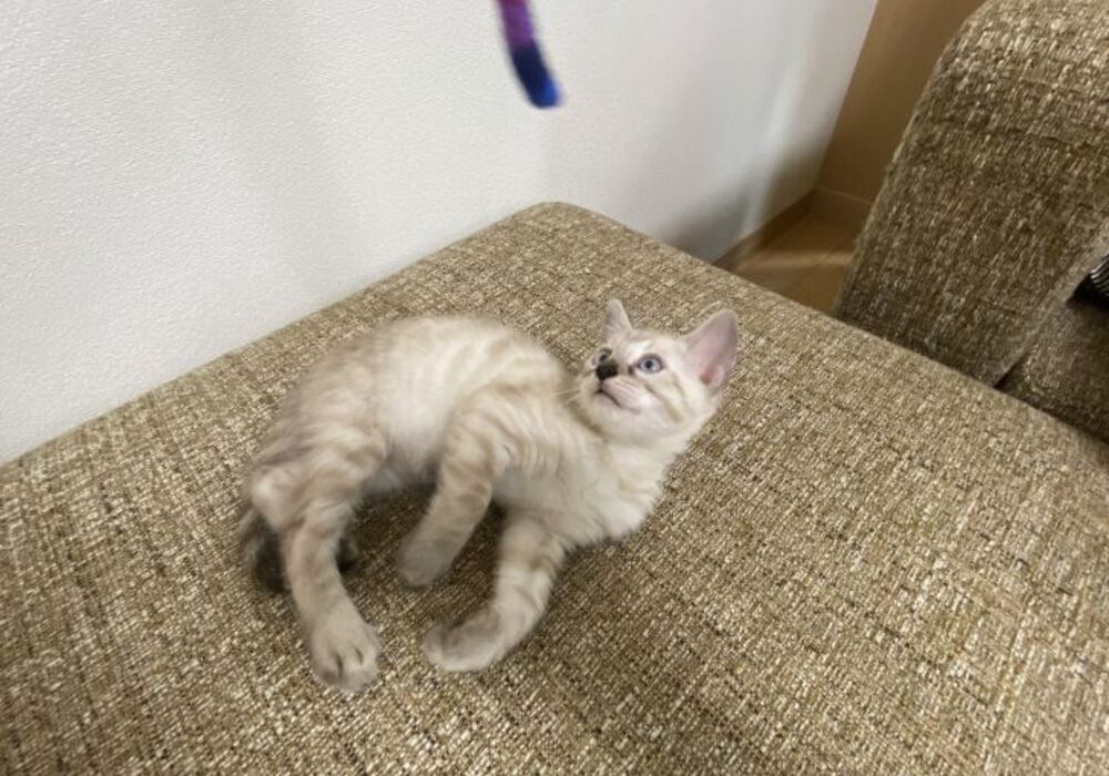 cat_img_2_fe7b1cedf519
