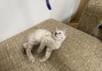 cat_img_2_fe7b1cedf519