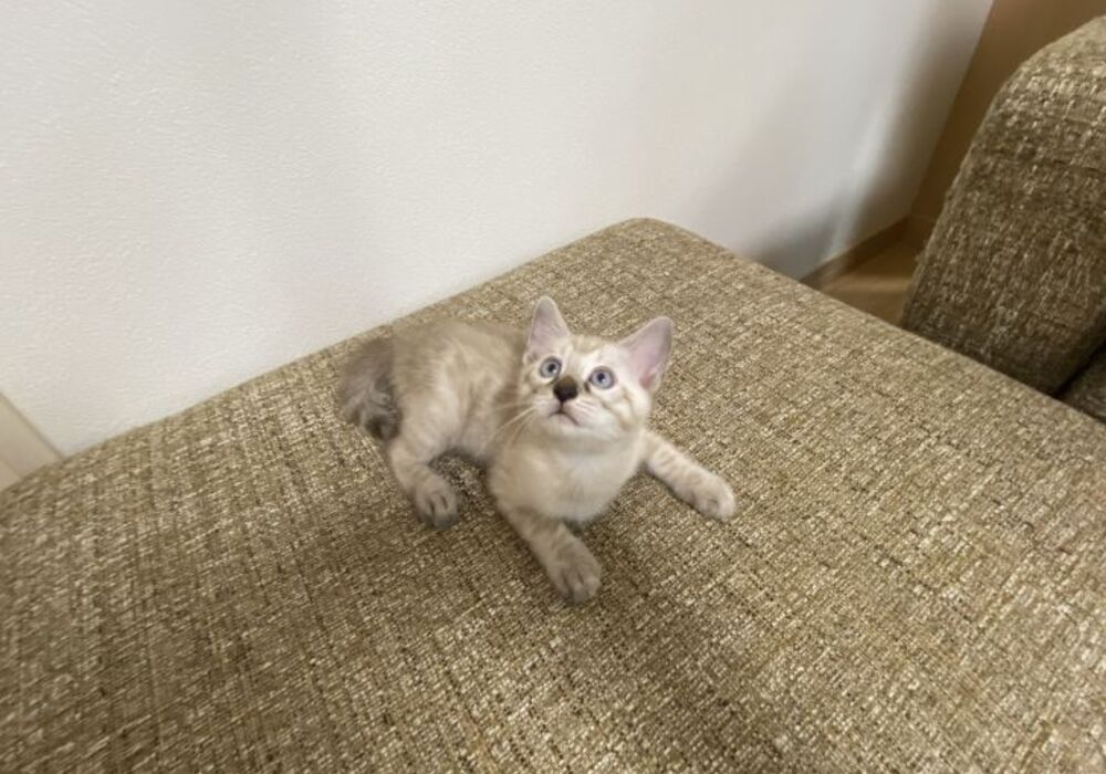 cat_img_3_e7189eb1da99