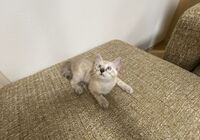 cat_img_3_e7189eb1da99