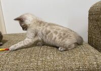 cat_img_4_ea9488d2fac3