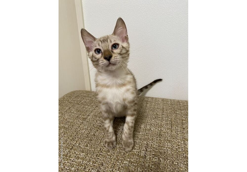 cat_img_1_4eef60a8c132a77bd40