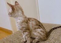 cat_img_2_121886419f00