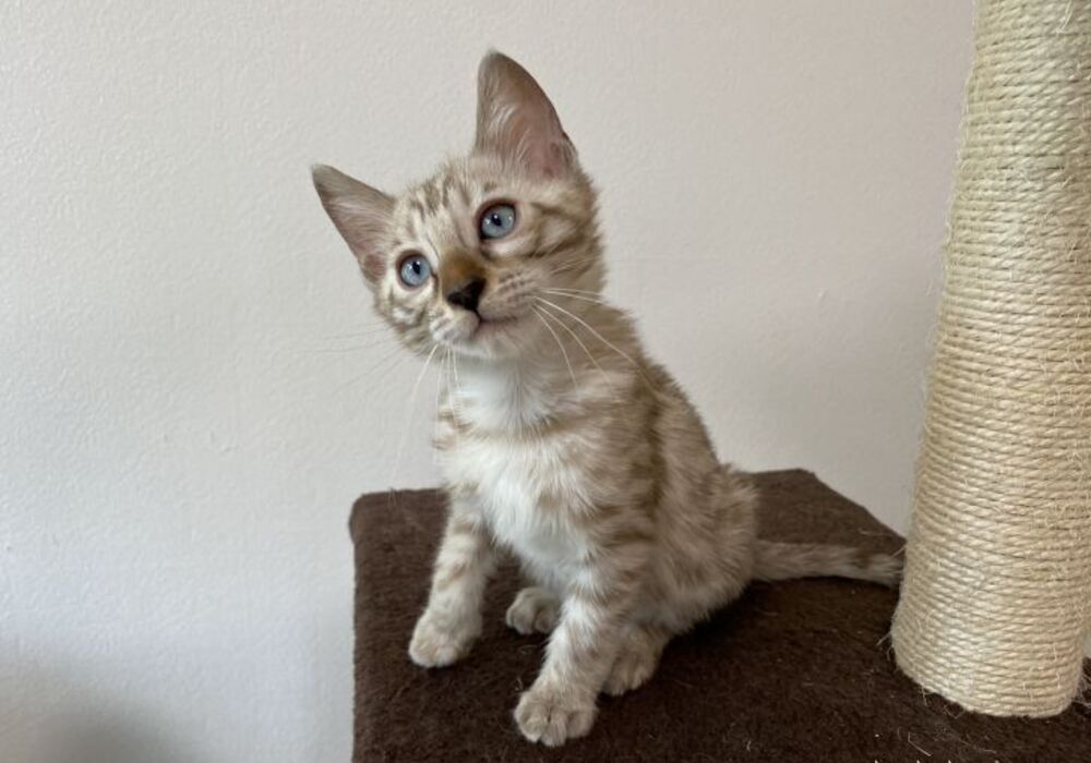cat_img_4_0ca2735d83c6