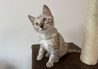 cat_img_4_0ca2735d83c6