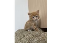 cat_img_1_7df2f3138a238927503
